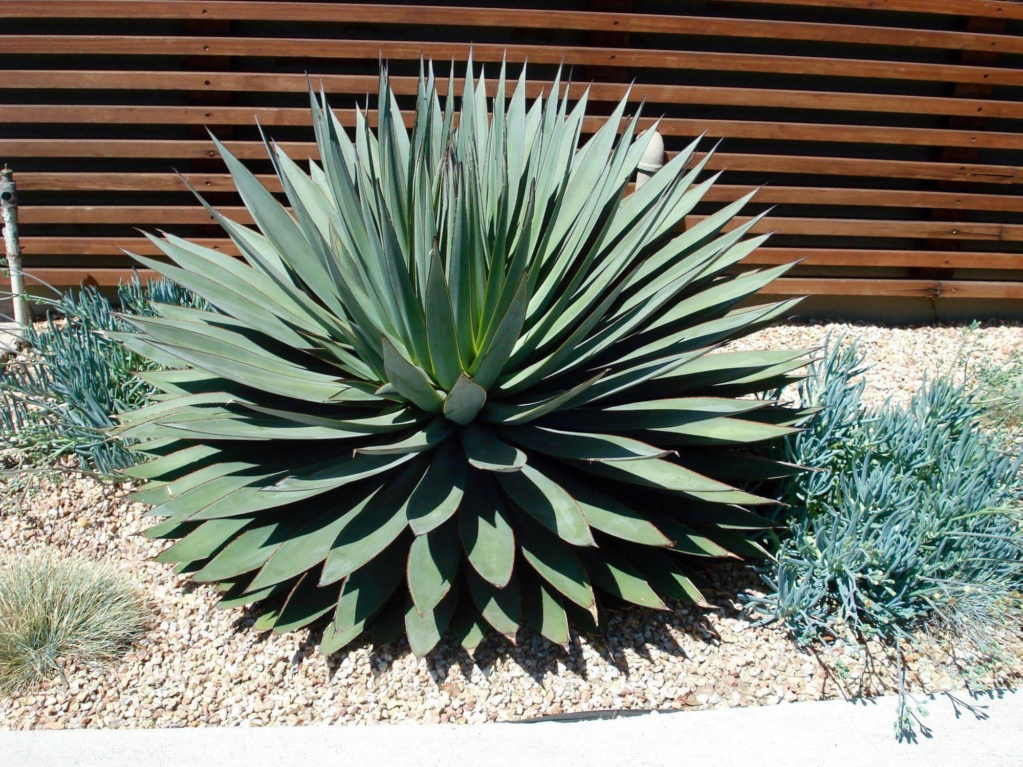 Agave Inn Santa Barbara Kültér fotó
